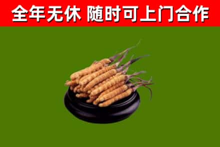 右玉县烟酒回收冬虫夏草.jpg